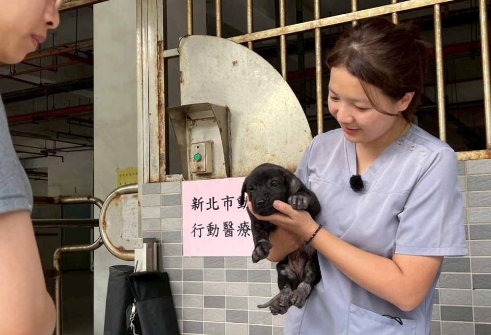 世界強化免疫日 新北動保處3招保護毛孩 208 248251215a09