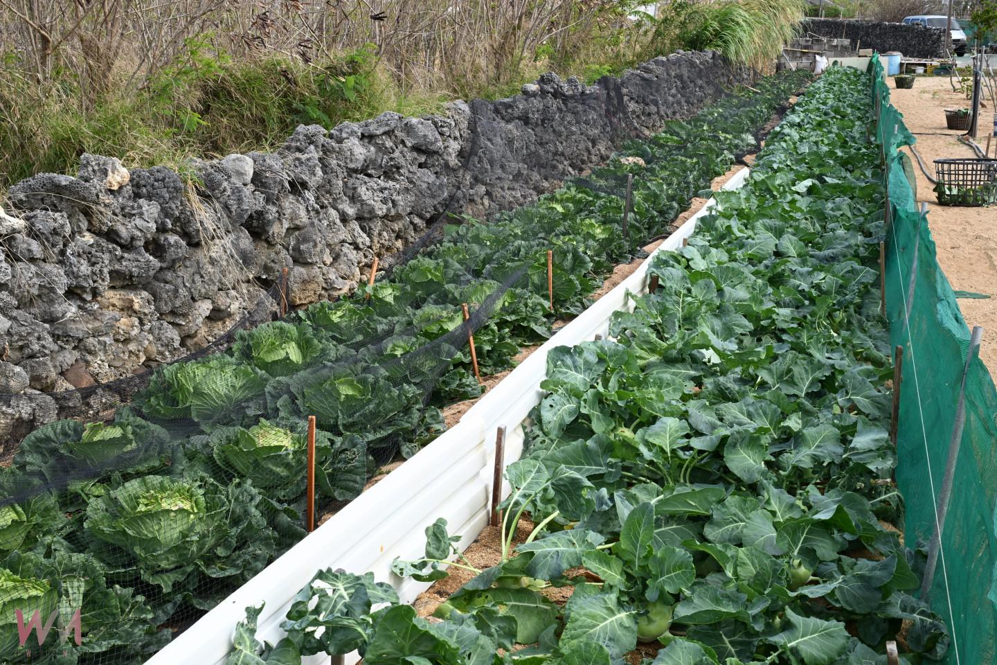 湖東社區農村再生獲肯定 金牌農村揭牌典禮隆重舉行 - https://www.watchmedia01.com