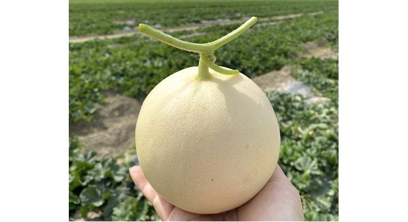 高雄神農市集 12/20 盛大登場  首推新品「天使瓜」號召千人自備湯匙「吃瓜」趣