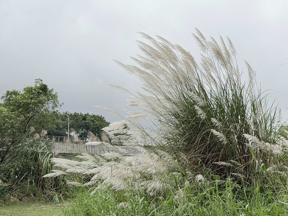 季節限定生態美景 大漢溪濕地芒花綻現冬候鳥齊聚 253 cnews204251216a05