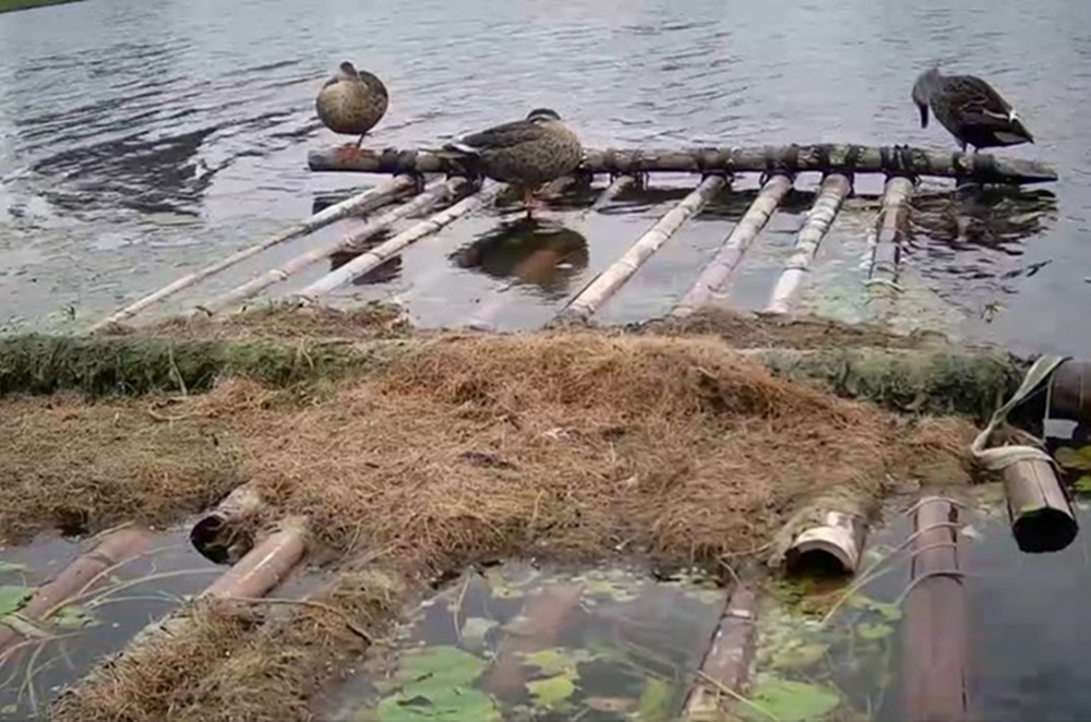 季節限定生態美景 大漢溪濕地芒花綻現冬候鳥齊聚 254 cnews204251216a06