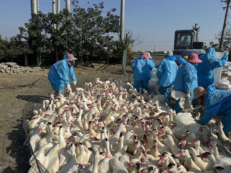 ▲雲林入冬首例禽流感案例，籲「禽」落實生物安全。(記者劉春生攝）