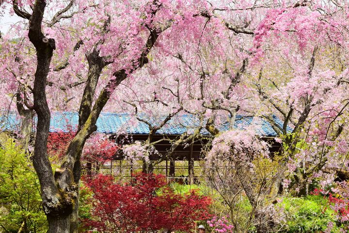 2025國際金旅獎雙金肯定!晴日旅遊打造旅遊市場耀眼佳作