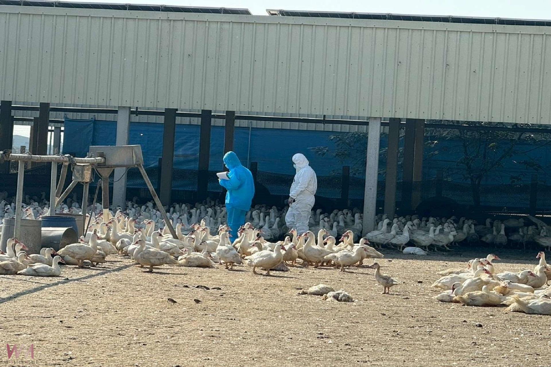雲林入冬首例禽流感撲殺 呼籲禽場落實生物安全 - https://www.watchmedia01.com
