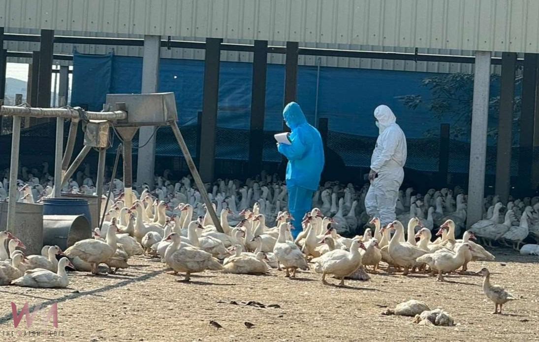 雲林入冬首例H5N1禽流感 元長肉鴨場確診即刻撲殺 - https://www.watchmedia01.com