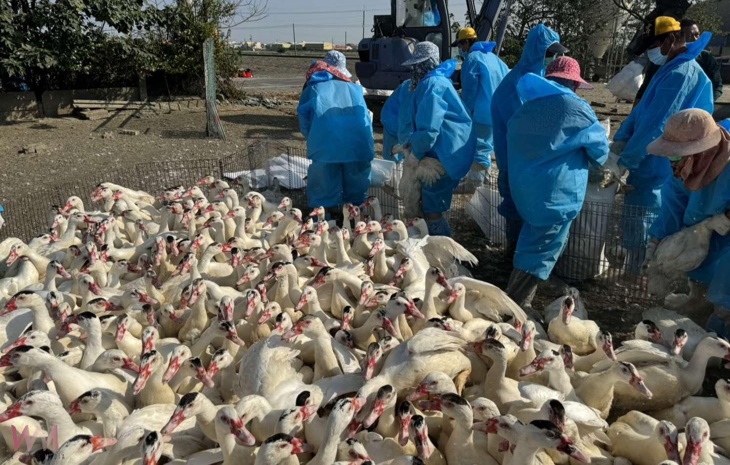 雲林入冬首例H5N1禽流感 元長肉鴨場確診即刻撲殺 - https://www.watchmedia01.com