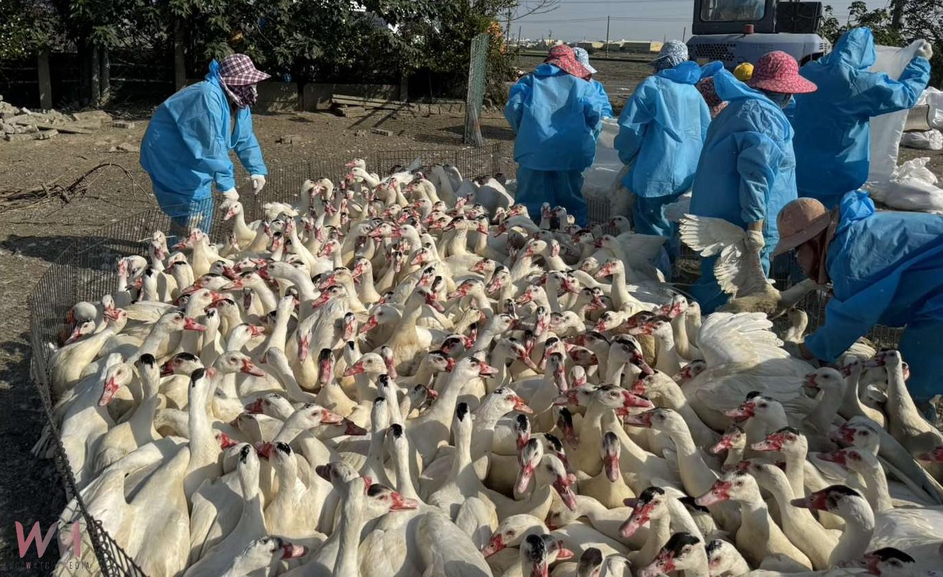 雲林入冬首例H5N1禽流感 元長肉鴨場確診即刻撲殺 - https://www.watchmedia01.com