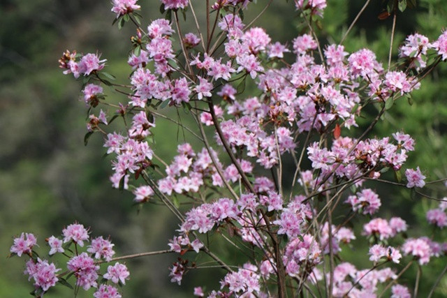 埔里杜鵑花。林重鎣
