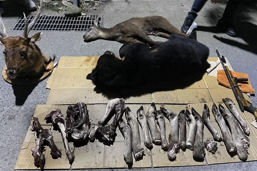 戲謔性、殘忍性非文化實踐　屏檢就原民獵殺黑熊無罪上訴 233