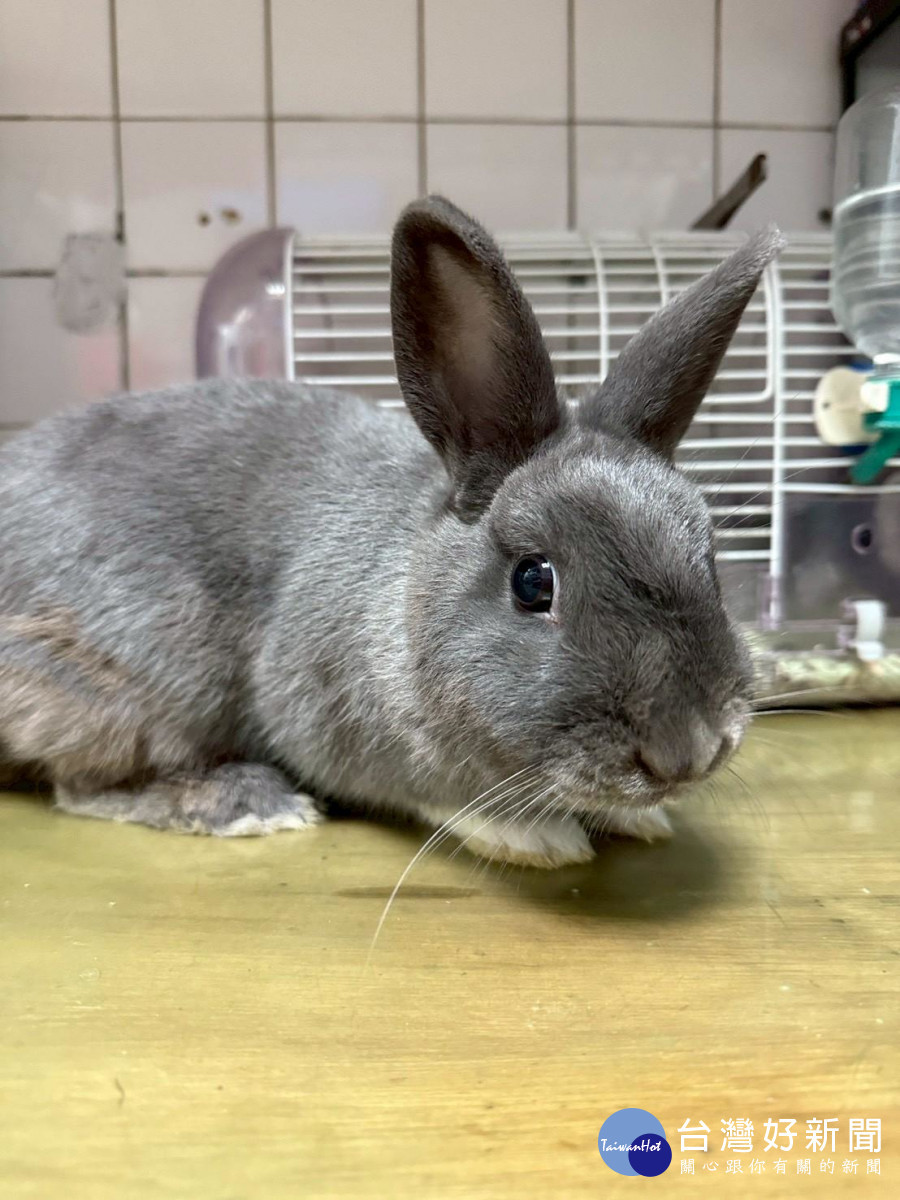 桃園市政府動物保護處114年度第四季非犬貓特寵認養活動12/20登場。