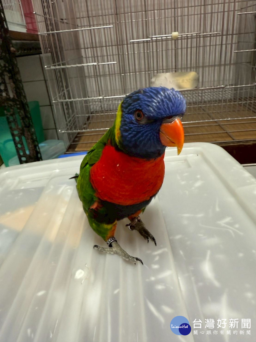 桃園市政府動物保護處114年度第四季非犬貓特寵認養活動12/20登場。