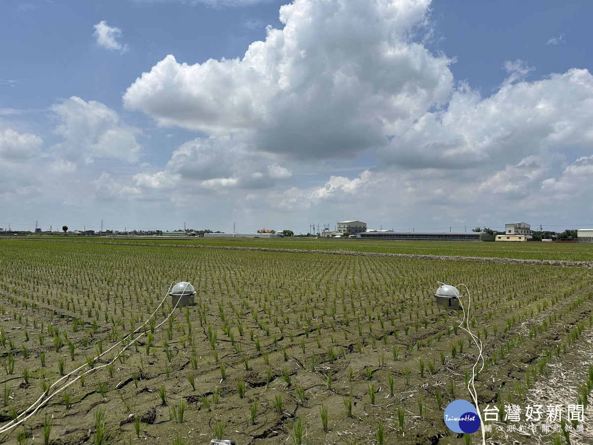 雲林縣府攜手中興大學，透過施用特定益生菌製劑，降低水稻田溫室氣體排放，將減碳理念落實於實際農業生產／翻攝照片