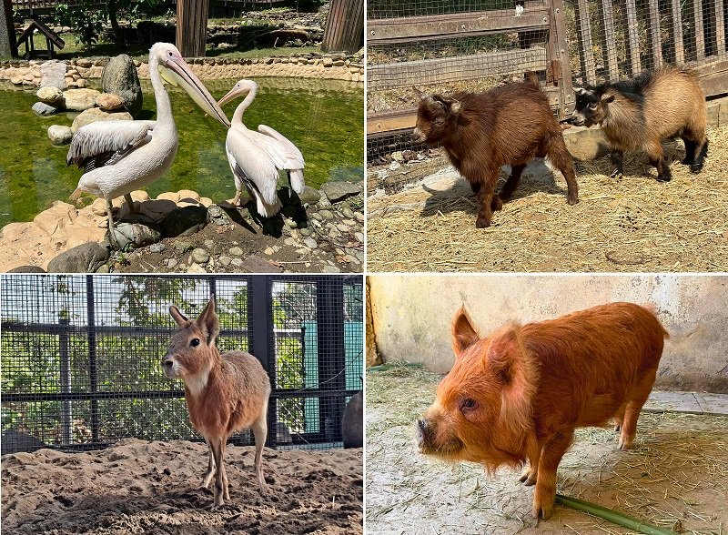 壽山動物園歲末迎「新」 朋友 鵜鶘、侏儒羊、兔豚等多種動物報到!
