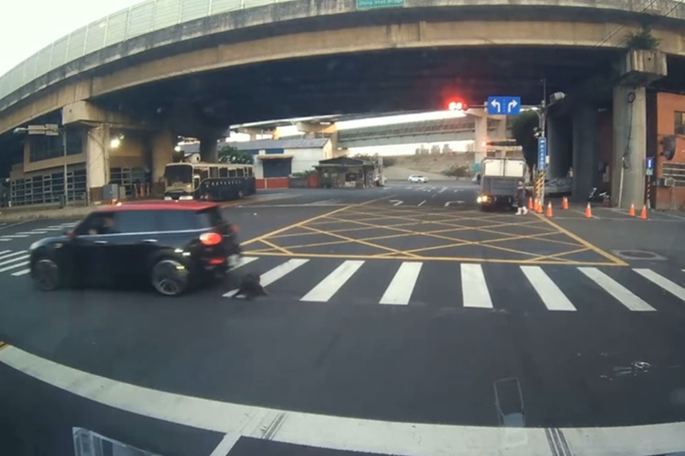 工廠犬外出游蕩慘遭車輛輾壓 新北動保處開罰車主及飼主 223 cnews204251218a13
