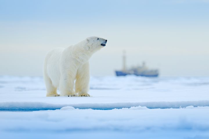前進66.5°的北極圈,與北極熊等極地動物同歡。 圖:shutterstock/來源