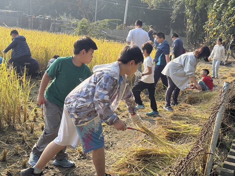 ▲辛勤揮汗收割稻米,學童體會「汗滴禾下土,粒粒皆皆辛苦。」。(記者劉春生攝)