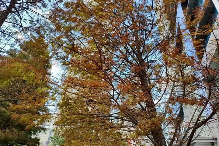 近日寒流來襲，天氣漸漸變冷，讓落羽松開始轉色。　圖：臺北市政府工務局／提供