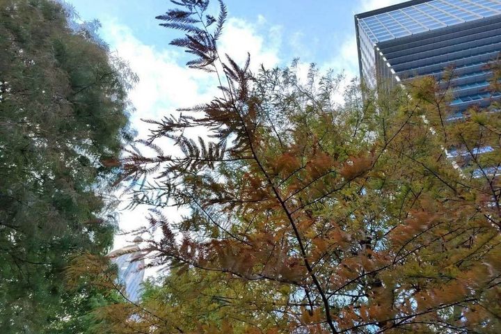 五彩燈飾高高掛 信義商圈林蔭濃濃節慶感 