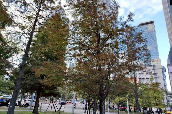 五彩燈飾高高掛 信義商圈林蔭濃濃節慶感 