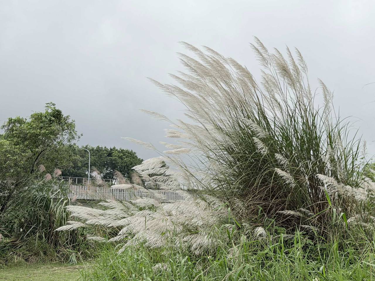 芒花白浪翻湧大漢溪 冬候鳥報到點綴濕地生態