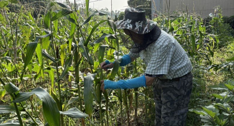 免費當5個月都市農夫！台中「環保農園」開放抽籤　30個名額等你來體驗