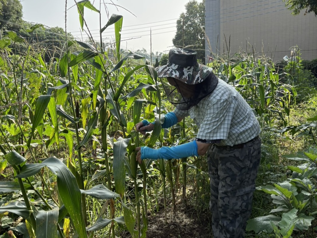 ▲台中「環保農園」農夫體驗,開放抽籤30個名額。(圖/中市府提供)