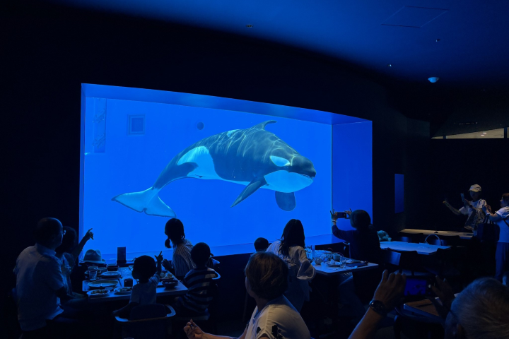 能與虎鯨共食的自助餐廳「BLUE OCEAN」。 圖:向日遊/提供