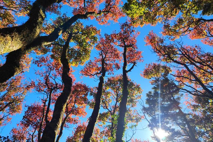 迎接聖誕楓紅潮 大雪山漫山紅葉燦爛登場