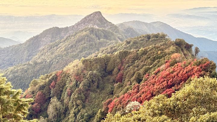 迎接聖誕楓紅潮 大雪山漫山紅葉燦爛登場