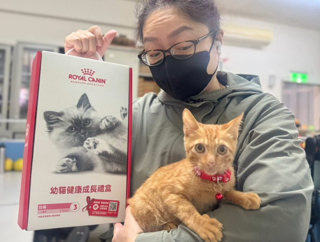 小橘貓受困排水溝失溫險死 新北動保處救援治療後找到認養家庭 23 %E5%B0%8F%E6%A9%98%E8%B2%93%E9%96%8B%E5%BF%83%E7%9A%84%E8%88%87%E4%B8%BB%E4%BA%BA%E4%BA%92%E5%8B%95%E4%B8%AD