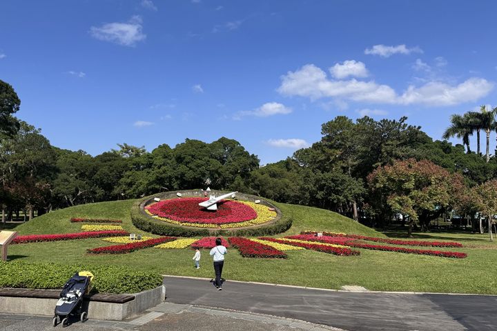 冬季最應景的聖誕紅為青年公園花鐘換裝。 圖:臺北市政府工務局/提供