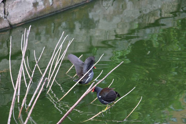 冬日應景!台北青年公園、大安森林公園花卉換新裝