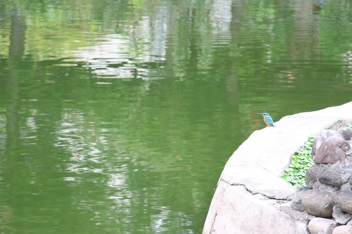 冬日應景!台北青年公園、大安森林公園花卉換新裝