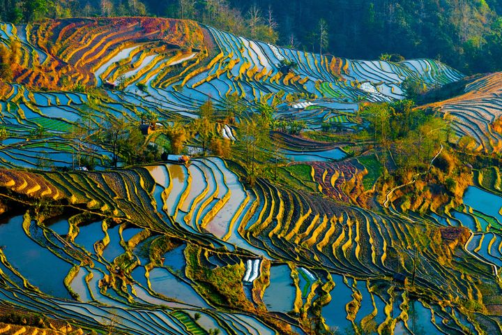北越沙壩梯田被《Travel + Leisure》評選為世界七大美麗梯田之一。 圖:shutterstock/來源