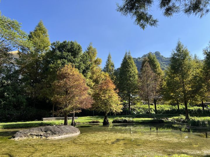 秋冬美景正盛！台中后里、南屯、太平落羽松接力轉色 打造城市最詩意風景線