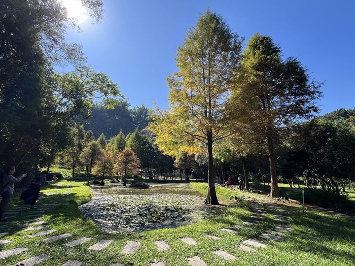 秋冬美景正盛！台中后里、南屯、太平落羽松接力轉色 打造城市最詩意風景線