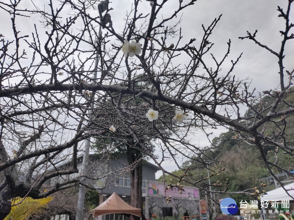 信義農會梅子夢工廠園區的梅花開了，花苞將陸續綻放。（記者吳素珍攝）