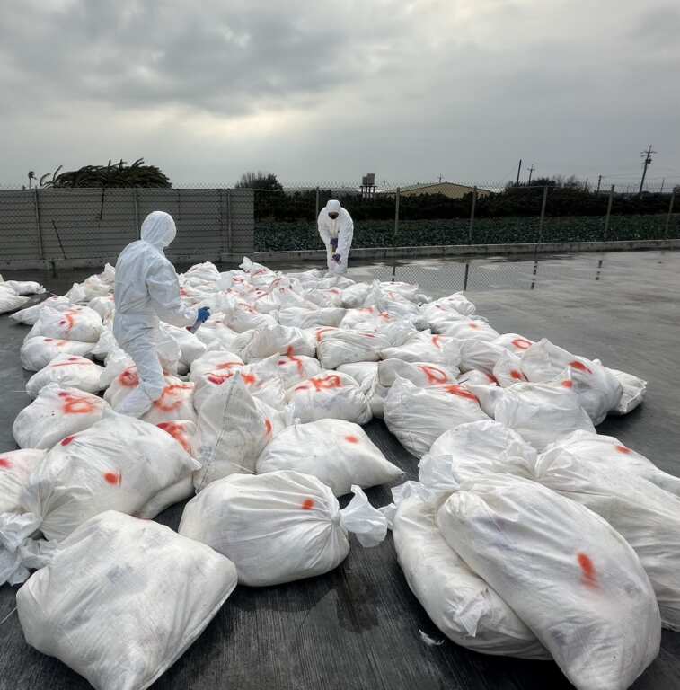 ▲芳苑鄉1場蛋雞場確診感染新型H5N1亞型高病原性禽流感病毒,動防所防疫人員於今日完成該蛋雞場撲殺清場及消毒工作,計撲殺2萬7347隻蛋雞。(彰化縣動物防疫所提供)