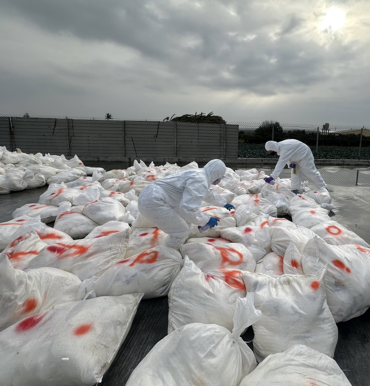 芳苑鄉蛋雞場爆H5N1禽流感 2萬7千隻蛋雞完成撲殺 - https://www.watchmedia01.com