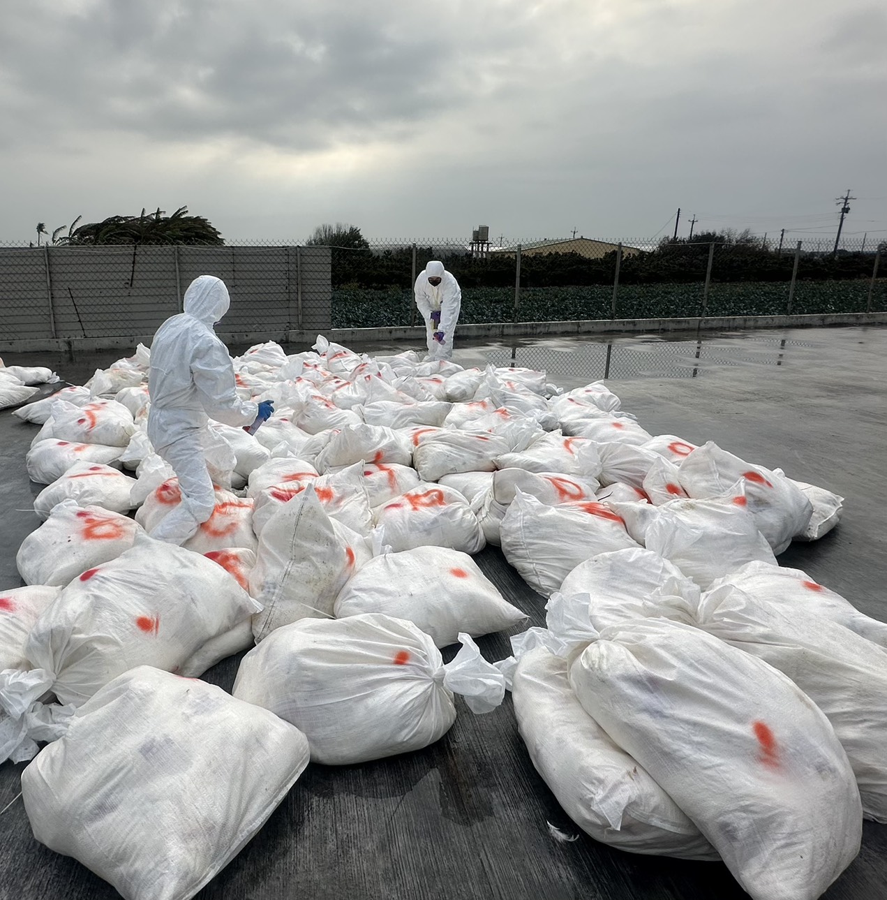 芳苑鄉蛋雞場爆H5N1禽流感 2萬7千隻蛋雞完成撲殺 - https://www.watchmedia01.com