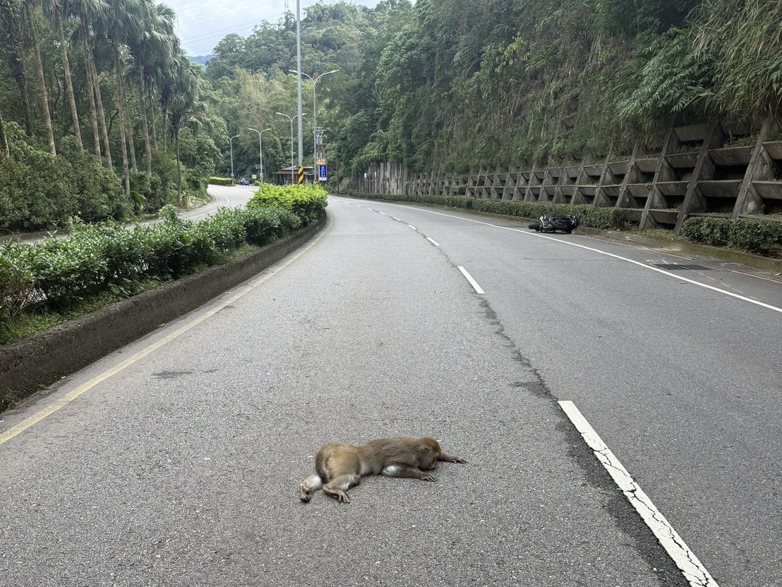 獼猴衝撞重機當場死亡,遺體已由警方通報新北市動保處帶回處理。