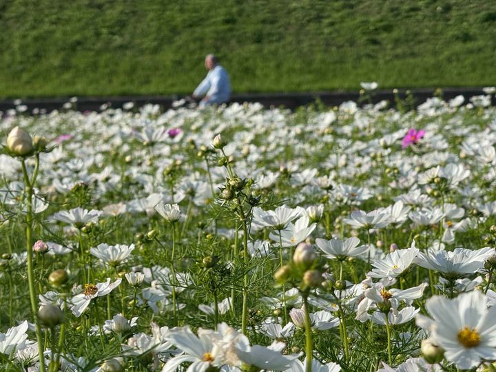 初冬小花海＋新北淡水金色水岸「AH！Q」光雕展