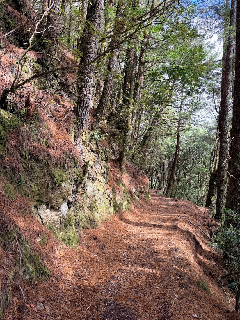 能高越嶺道西段步道。(林業保育署南投分署提供)