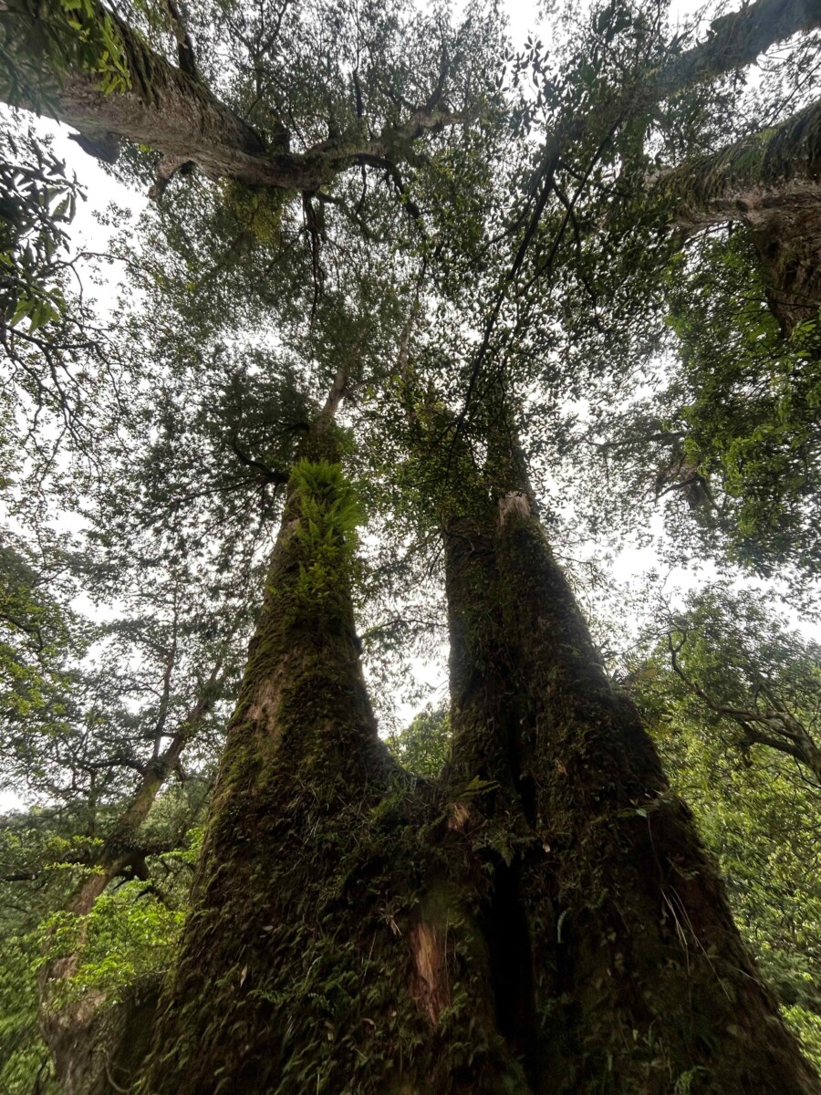 ▲自然形成各種別出新裁奇特造型。