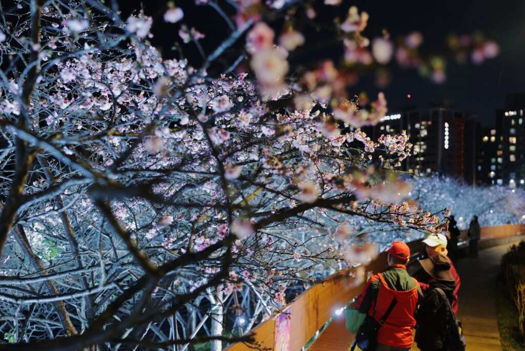 ▲樂活夜櫻季無論白天或夜晚都能感受櫻花的浪漫風情。