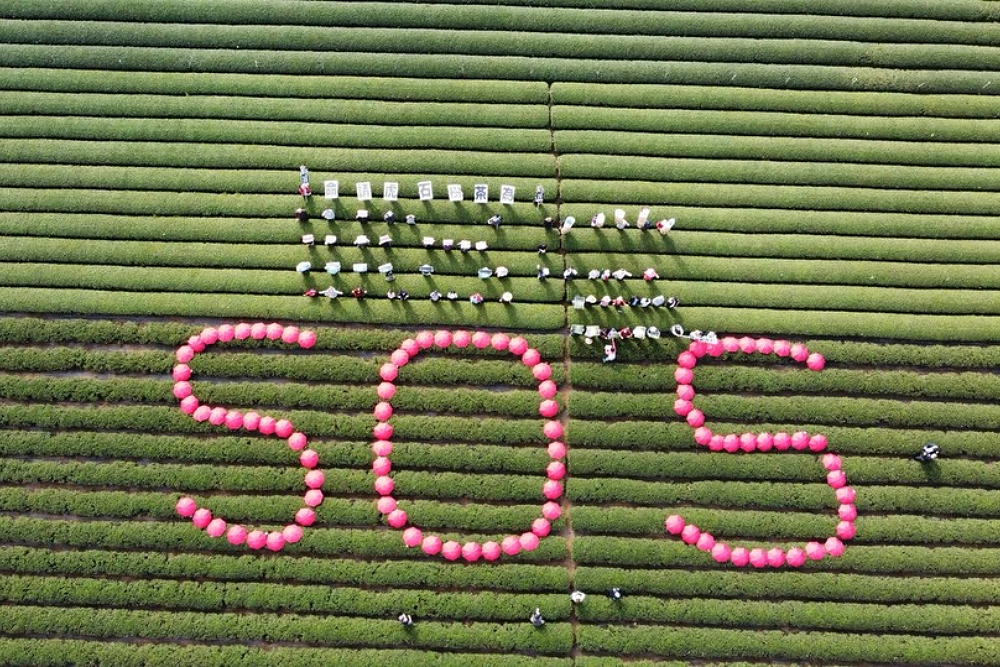 名間茶園排SOS反焚化爐 南投縣府:持續溝通盼雙贏 240 名間茶園排SOS反焚化爐 南投縣府:持續溝通盼雙贏 239