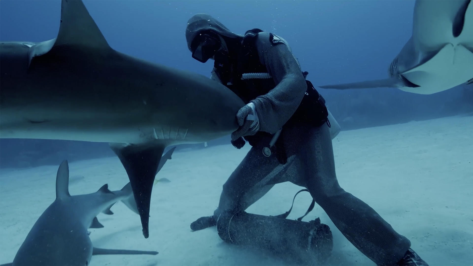 《鯊魚王國》海科館全台首映 沉浸式環繞音效探索海洋霸主奧秘 656gerwe