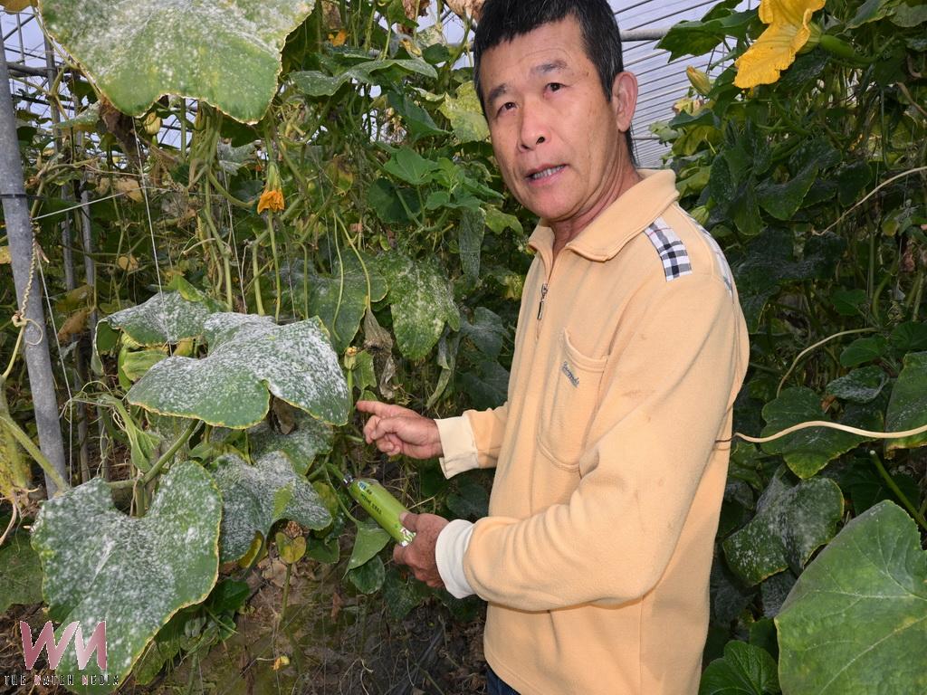櫛瓜再升級 永靖鄉溫室農園成功栽種韓國櫛瓜2025冬季上市掀搶購潮 - https://www.watchmedia01.com
