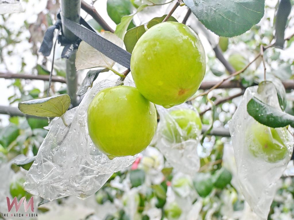埔心鄉雪蜜棗元旦後甜蜜上市　羅福村優鮮出產訂單如雪片飛來