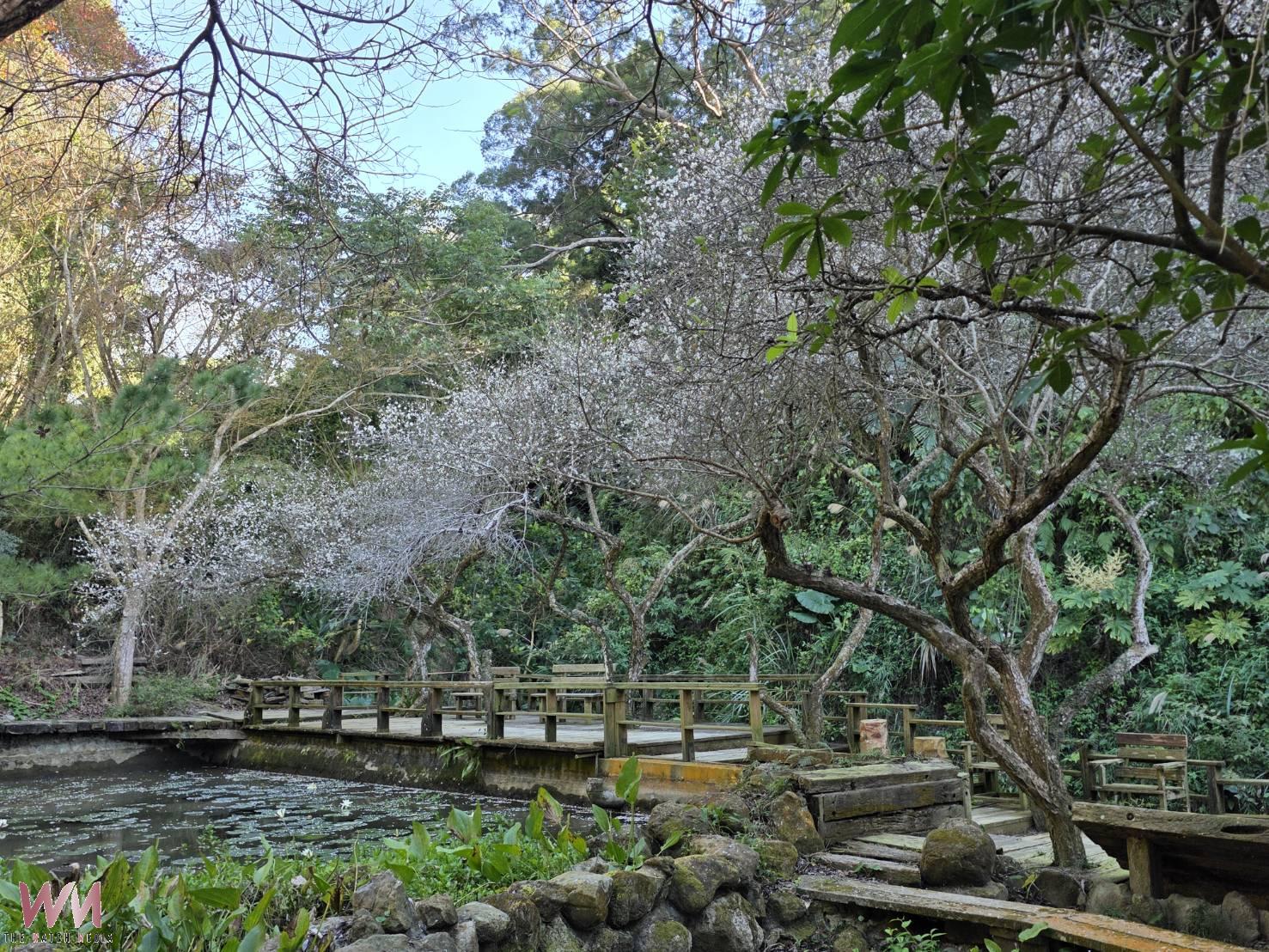 探賞冬梅秘境!華陶窯梅花搶先綻放 邀民眾覓梅、賞陶、梅樹下品茶香 - https://www.watchmedia01.com